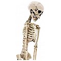 Europalms Halloween figure skeleton 3/3