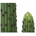 EUROPALMS Kaktus meksykański, sztuczna roślina, zielony, 117 cm 3/3
