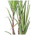 Europalms Sugar cane set, 170cm, Sztuczna roślina 2/4