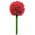 Europalms Kwiat Allium czerwony 55cm, Sztuczny 2/2