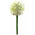 Europalms Sztuczny kwiat Allium kremowy 55cm 2/2