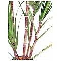 Europalms Sugar cane set, 210cm, Sztuczna roślina 2/3