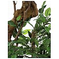 Europalms Ficus bonsai trunk, 170cm, Sztuczne drzewo 3/3