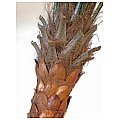 Europalms Coconut tree with flexible trunk, 320 cm, Sztuczna palma 3/6