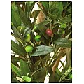 Europalms Olive tree with fruits, 2-trunks, 165cm, Sztuczne drzewo 4/5