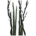 Europalms Aloe Gigante (EVA), green, 80cm, Sztuczna roślina 4/4