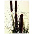 Europalms Reed grass with cattail, dark-green,152cm , Sztuczna trawa 3/3