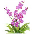 Europalms Orchid, purple, 80cm, Sztuczny kwiat 2/2