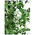 Europalms Wisteria, white, 180cm, Sztuczne drzewo 3/4