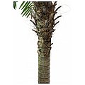 EUROPALMS Phoenix palma luxor, sztuczna roślina, 240 cm 2/5