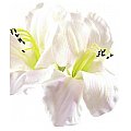 Europalms Amaryllisbranch, white, 72cm, Sztuczny kwiat 2/4