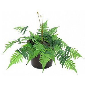 Europalms Wild fern, 55cm , Sztuczna roślina 1/2