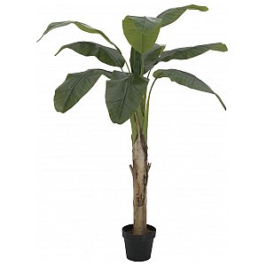 EUROPALMS Drzewo bananowe, sztuczna roślina, 145 cm 1/2