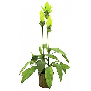 Europalms Gingerlily, 95cm, Sztuczna roślina 1/2