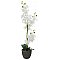 EUROPALMS Orchidea, sztuczna roślina, biała, 80 cm