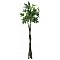 EUROPALMS Pachira kula, sztuczna roślina, 160 cm
