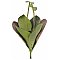 Europalms Water Lily (EVA), closed, green, 45cm ,  Sztuczna roślina