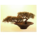 Europalms Sztuczny Cedr ołówkowy 40cm, drzewko bonsai Pencil Cedar 2/2