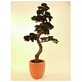 Sztuczne bonsai Europalms, Pine Bonsai 168 cm 2/3