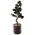 Sztuczne bonsai Europalms, Pine Bonsai 168 cm 3/3