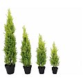 Europalms Cypress, Leyland, 60cm, Sztuczna roślina 2/3