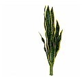 EUROPALMS Sansevieria (EVA), zielono-żółta, 60cm Sztuczna roślina 3/5