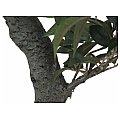 EUROPALMS Figowiec Drzewo leśne, sztuczna roślina, zielony, 80 cm 2/5