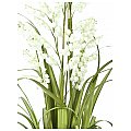 Europalms Bellflower, white, 105cm , Sztuczna roślina 2/3