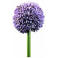 Europalms Alliumspray, lavender, 55cm , Sztuczny kwiat 2/4