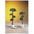 Europalms Bonsai wood tree, 180cm, Sztuczne bonsai 2/2