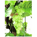 Europalms Vine with grapes, 160cm,  Sztuczna roślina 3/4