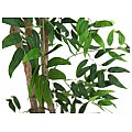 EUROPALMS Ficus longifolia, sztuczna roślina, 165 cm 2/5