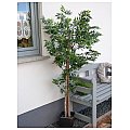 EUROPALMS Ficus longifolia, sztuczna roślina, 165 cm 5/5