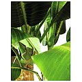 Europalms Banana tree, 440cm, Sztuczna roślina 3/3