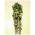 Europalms Classical philo tendril, 160cm , Sztuczna roślina 2/3