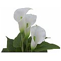 EUROPALMS Mini Calla, sztuczna roślina, biały, 43 cm 2/3