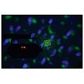qtx TETRA LED Światła dyskotekowe Moonflower + Wave + Strobo/UV + Laser 4/9