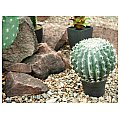 EUROPALMS Barrel Cactus, sztuczna roślina kaktus, 34 cm 3/5