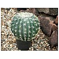 EUROPALMS Barrel Cactus, sztuczna roślina kaktus, 34 cm 5/5