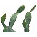 EUROPALMS Kaktus nopal, sztuczna roślina, 76 cm 2/5