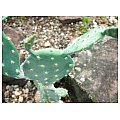 EUROPALMS Kaktus nopal, sztuczna roślina, 76 cm 4/5