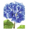 Europalms Hydragena spray, blue, 76cm, Sztuczny kwiat 2/2