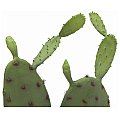 EUROPALMS Kaktus nopal, sztuczna roślina, 75 cm 2/2