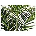 EUROPALMS Kentia palm tree, artificial plant, 240cm Sztuczna palma 3/5