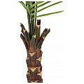EUROPALMS Kentia palm tree, artificial plant, 240cm Sztuczna palma 5/5