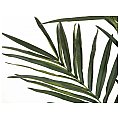 EUROPALMS Kentia palm tree, artificial plant, 300cm Sztuczna palma 5/5