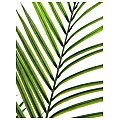 Palma Areca z dużymi liśćmi Europalms, Sztuczna roślina 165cm 2/3