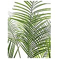 Europalms Sztuczna palma Areca 185cm z dużymi liśćmi 2/3