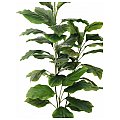 Europalms Evergreen, 3 brunches, 150cm, Sztuczna roślina 2/2