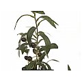 EUROPALMS Drzewo oliwne, roślina sztuczna, 68 cm 2/5